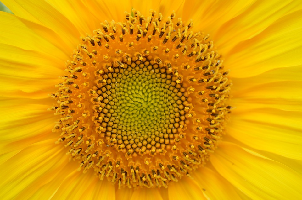 sunflower-829967_960_720